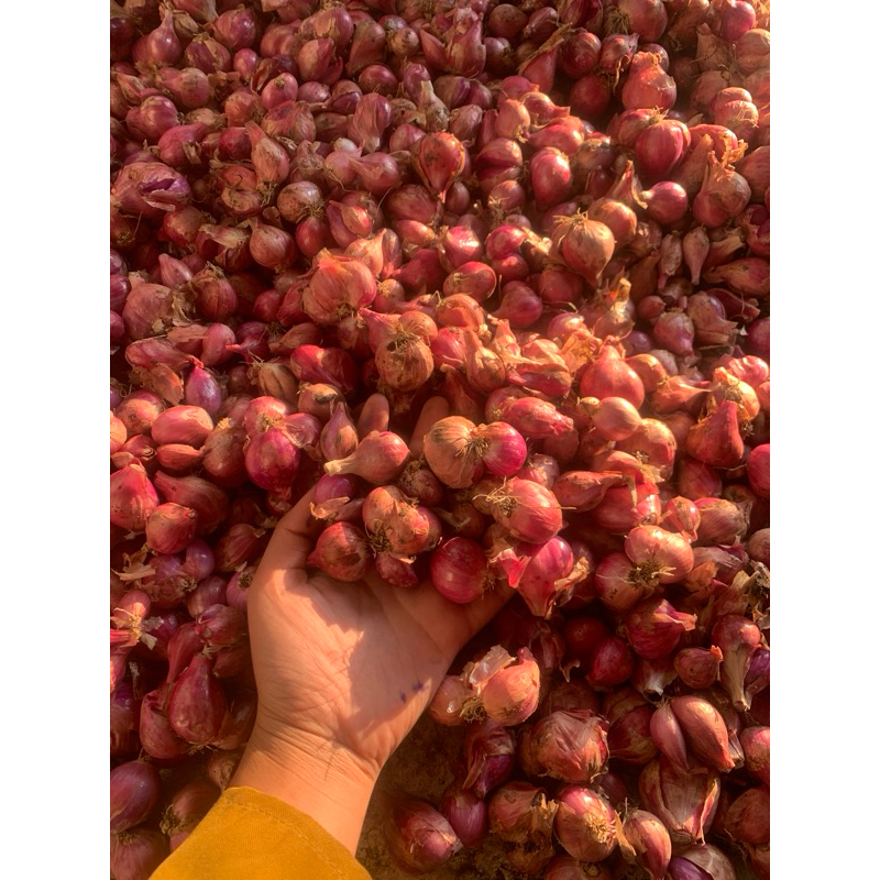 

bawang merah lokal 1kg