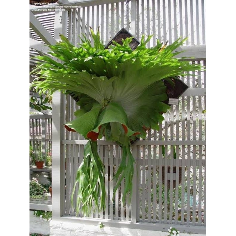 platycerium superbum baby