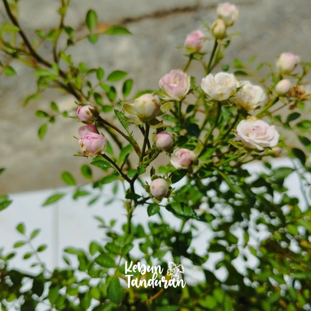 ID TANAMAN HIAS HIDUP INDUKAN BABY ROSE PLANT BESAR BUNGA MAWAR MINI KONDISI INDUKAN