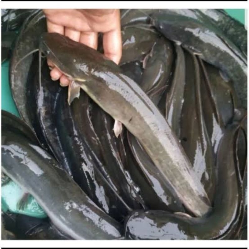 

Ikan Lele Segar 1 Kg Hidup dan bisa Request bersihkan