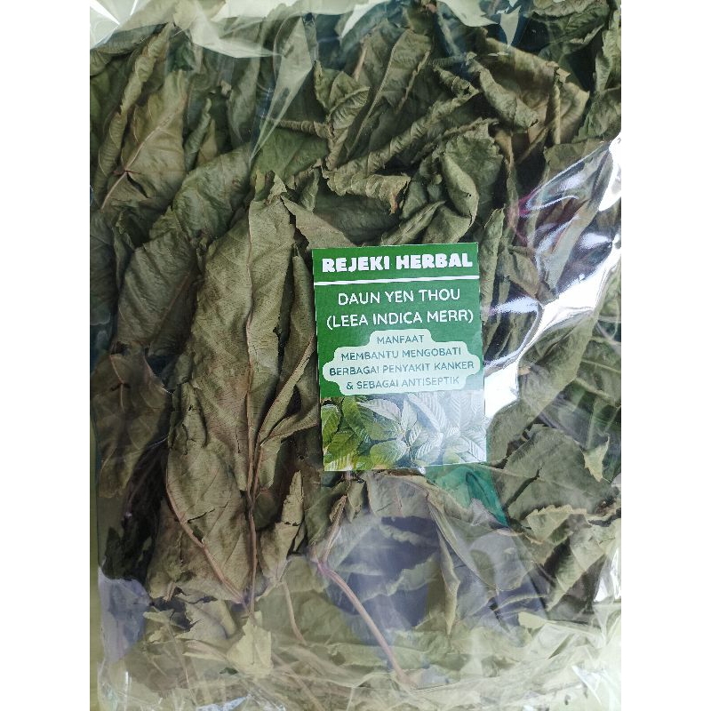 

DAUN HERBAL YEN THOU (LEEA INDICA MERR) BELI 5 GRATIS 1