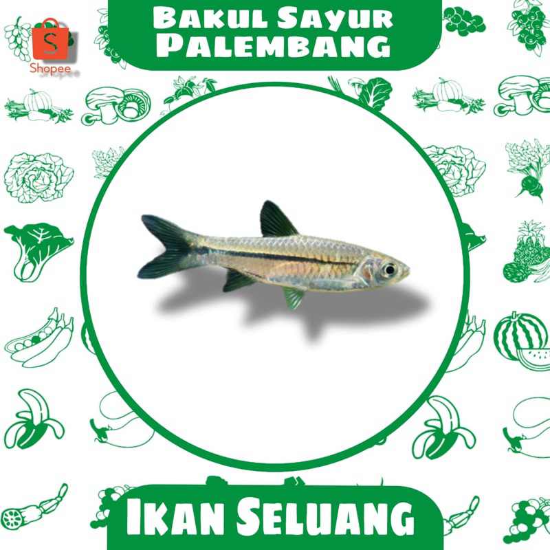 

ikan seluang sungai (PALEMBANG)