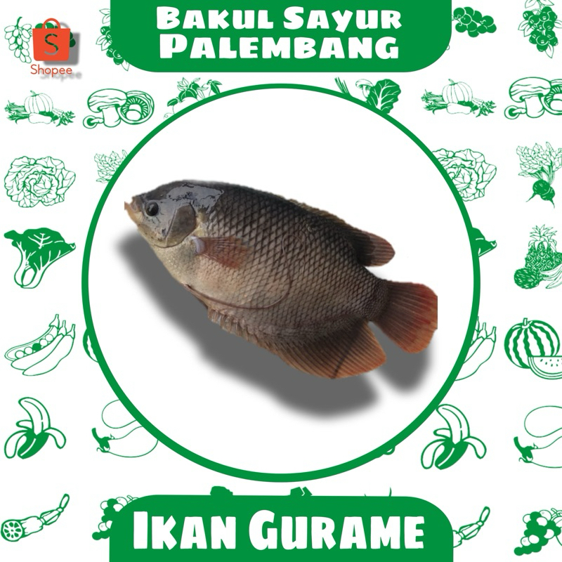 

ikan gurame (PALEMBANG)