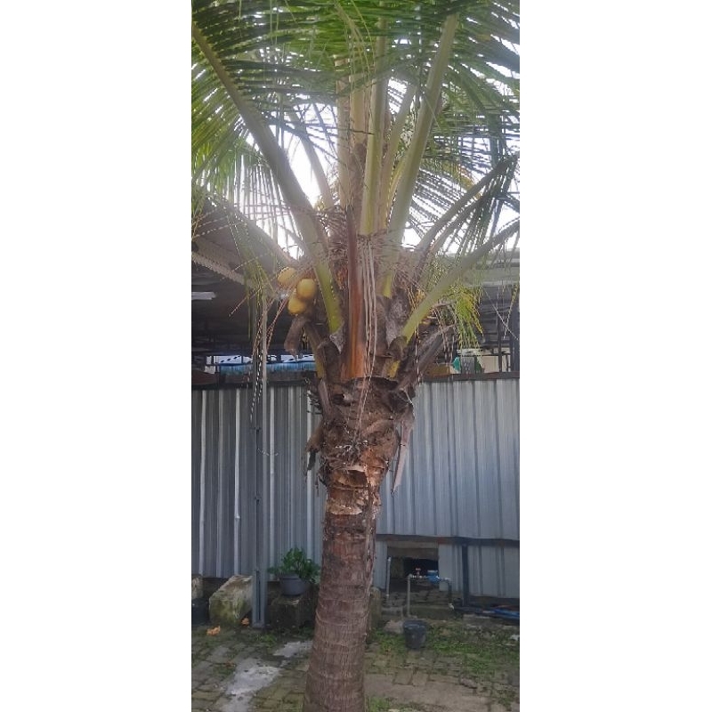 

Kelapa Kuning Cengkir untuk Hajatan dan Obat