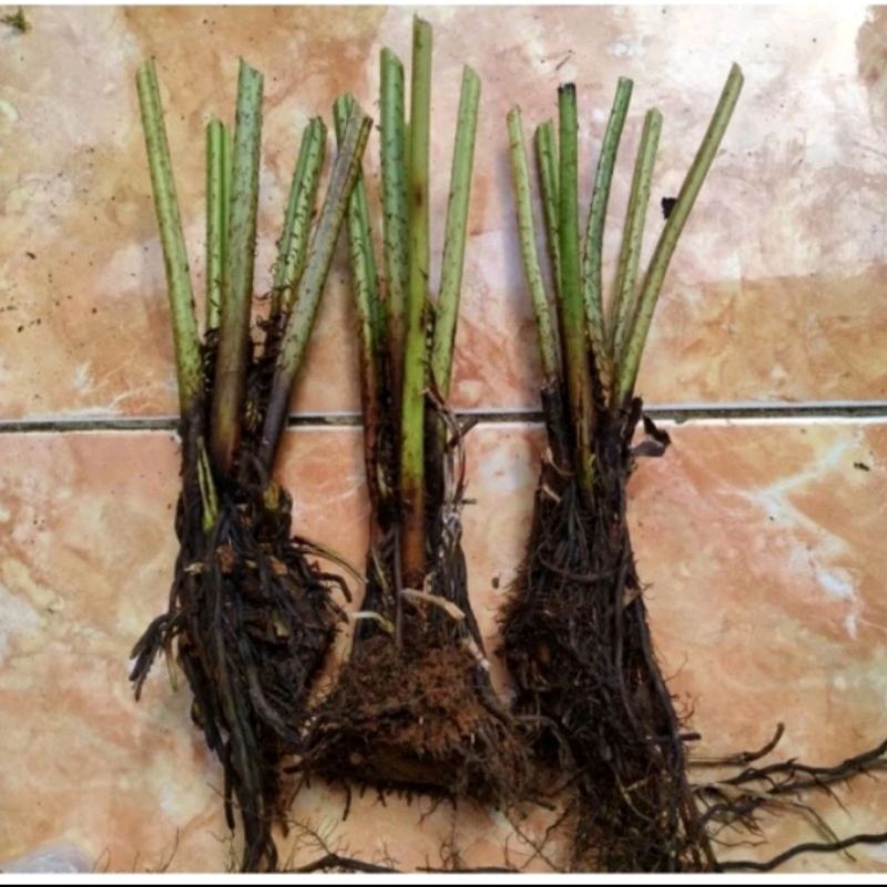 50 bibit pakis sayur/bibit pohon pakis sayur/bibit tanaman pakis sayur