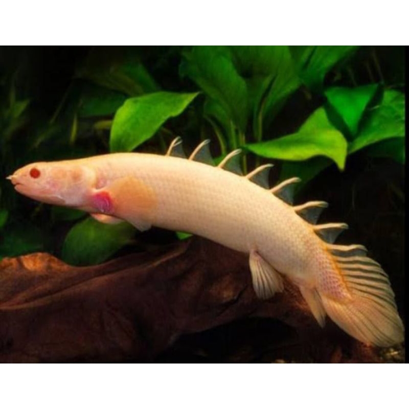 variasi palmas jumbo size 18-20cm