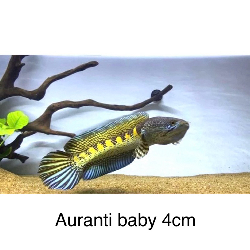 Auranti baby 4cm Grade A++