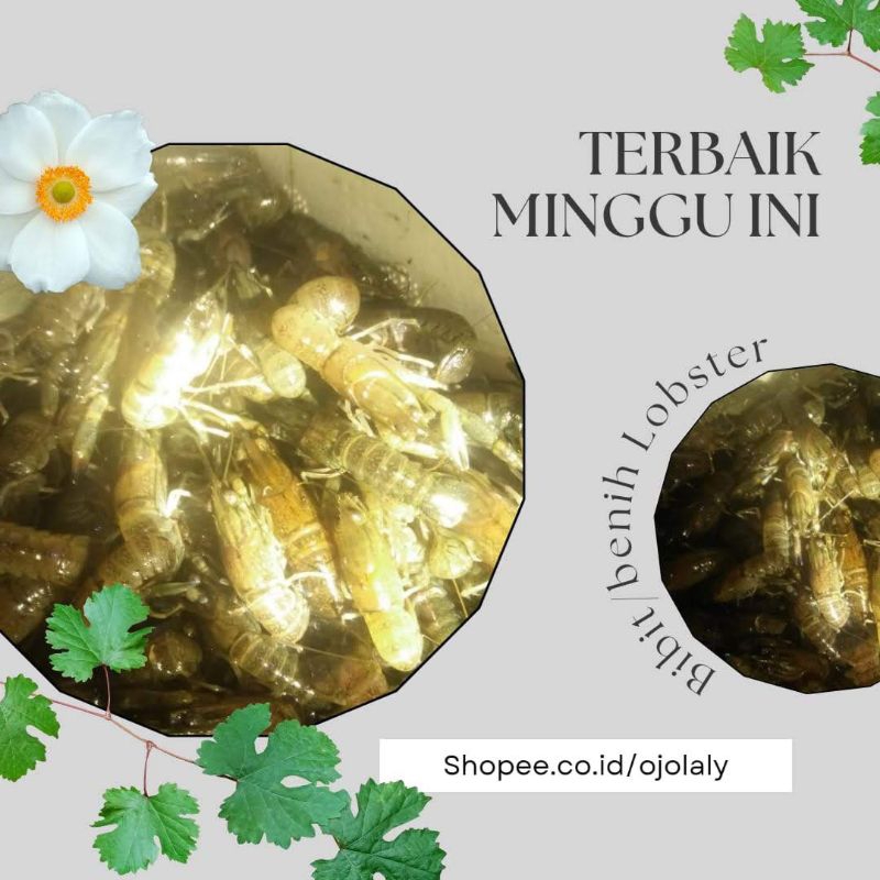 

New Redclauw ukuran 2 inchi Air tawar