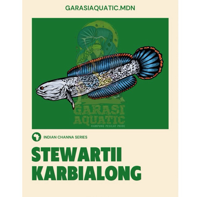 STEWARTII KUALITAS GRADE AAA FULLDOT GONDRONG SIZE 6-8CM