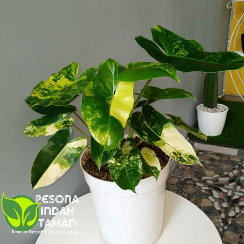 Tanaman hias burlemax varigata - Brekele varigata