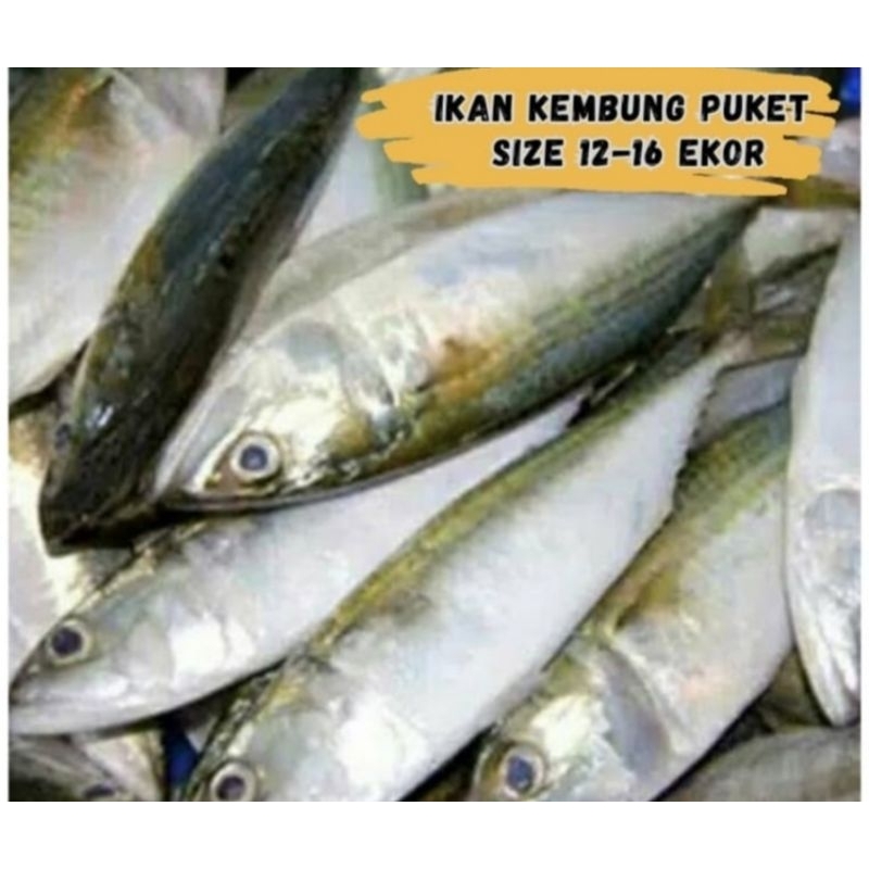 

Jual Ikan Laut/Ikan Segar/Ikan Kembung puket/Seafood- 1 kg