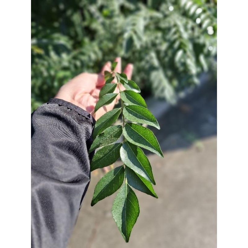 

daun kari/temuruy/salam koja