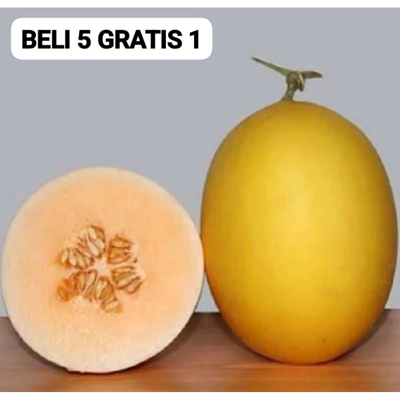 50 Benih Bibit Biji Melon GOLDEN APOLLO SWEET F1, import, Premium Hibrida Seeds Super Manis