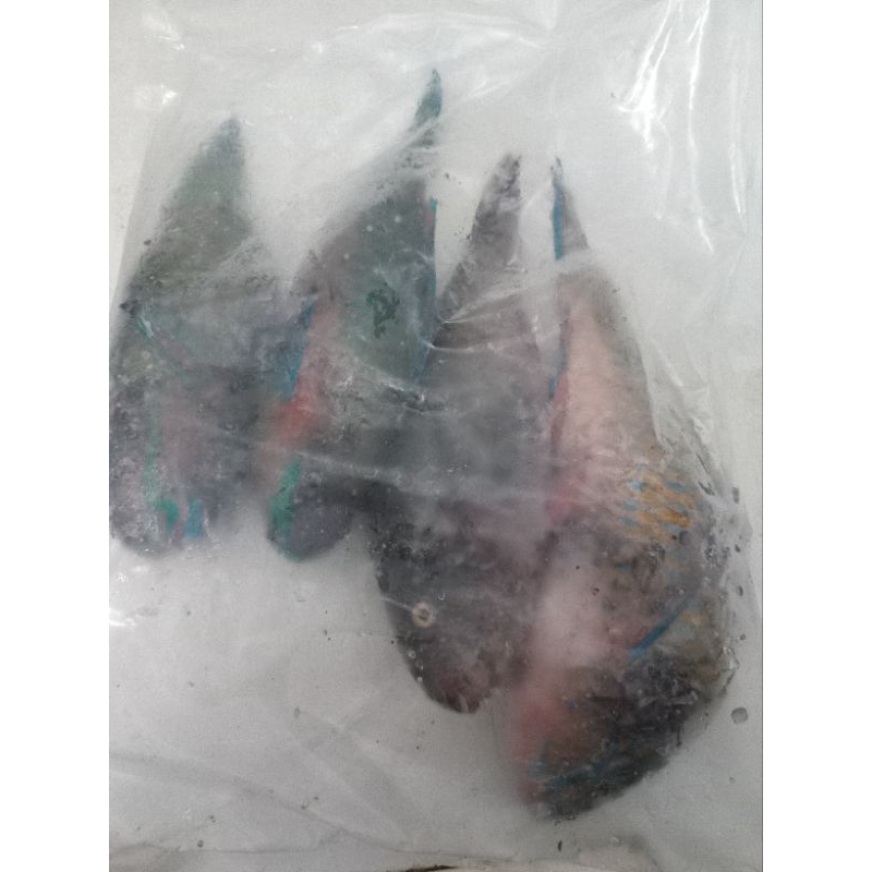 

ikan babayam /parrot fish