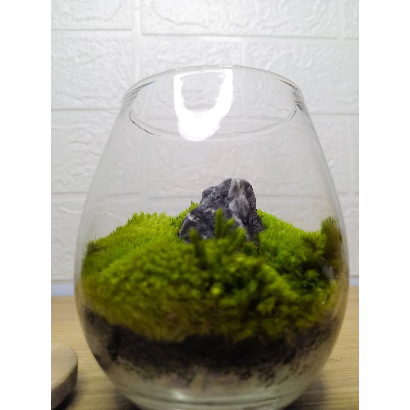 MOSS TERRARIUM KIT | DIY TERRARIUM