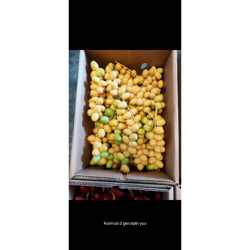 

kurma muda