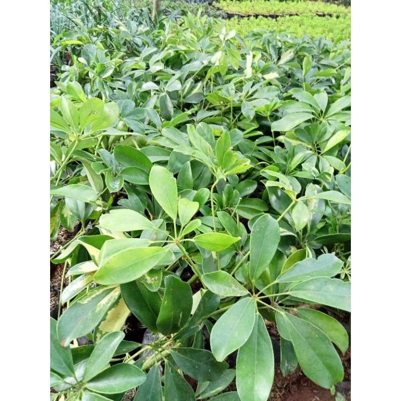 tanaman hias Walisongo pohon Walisongo tanaman hias Walisongo