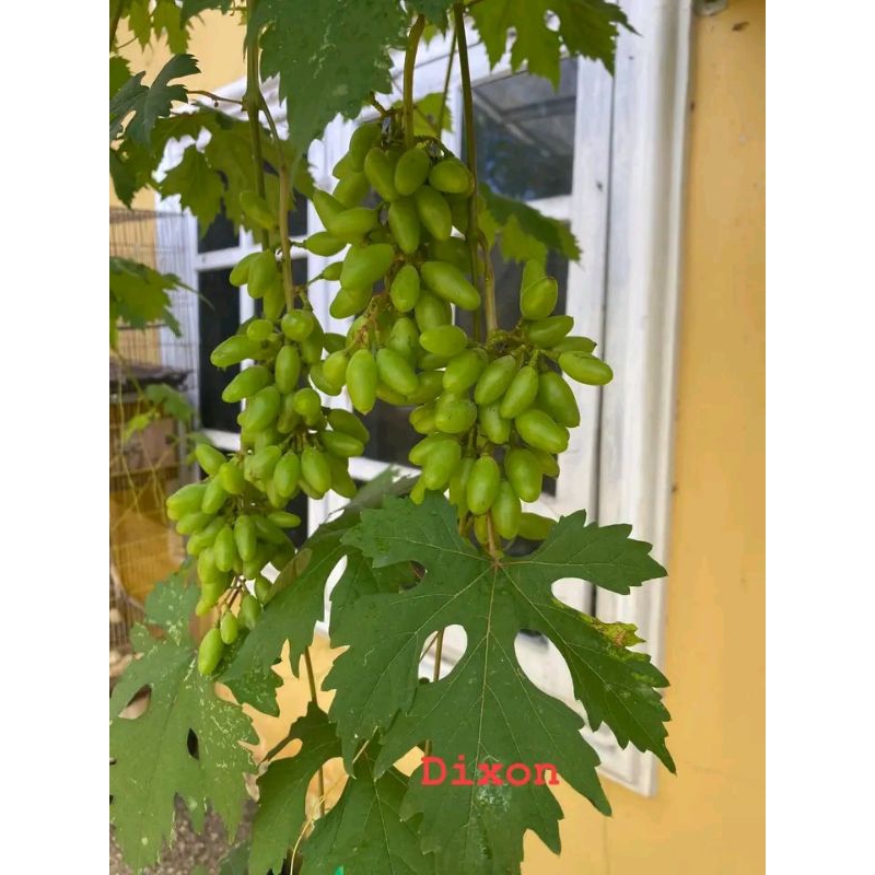 POHON BUAH ANGGUR IMPOR GRAFTING ( JENIS DIXON)