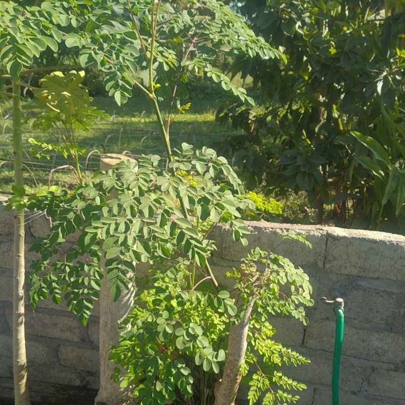 

Daun Kelor 1/2 Kg