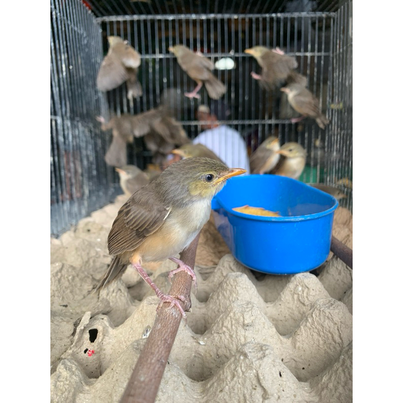 CIGUN LOLOHAN JANTAN