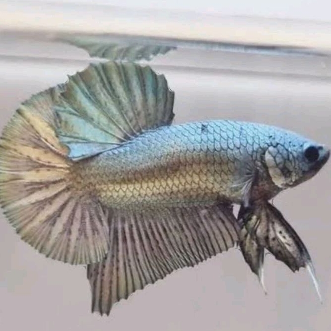 copper/line avatar copper gold