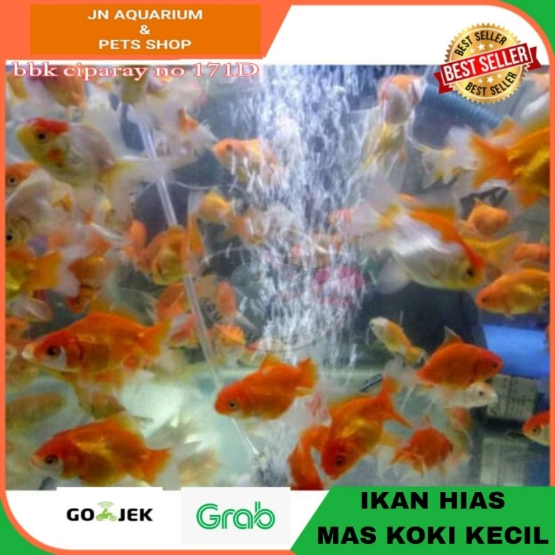 IKAN HIAS KOKI ORANDA KECIL GOLDFISH AIR TAWAR AQUARIUM KOLAM