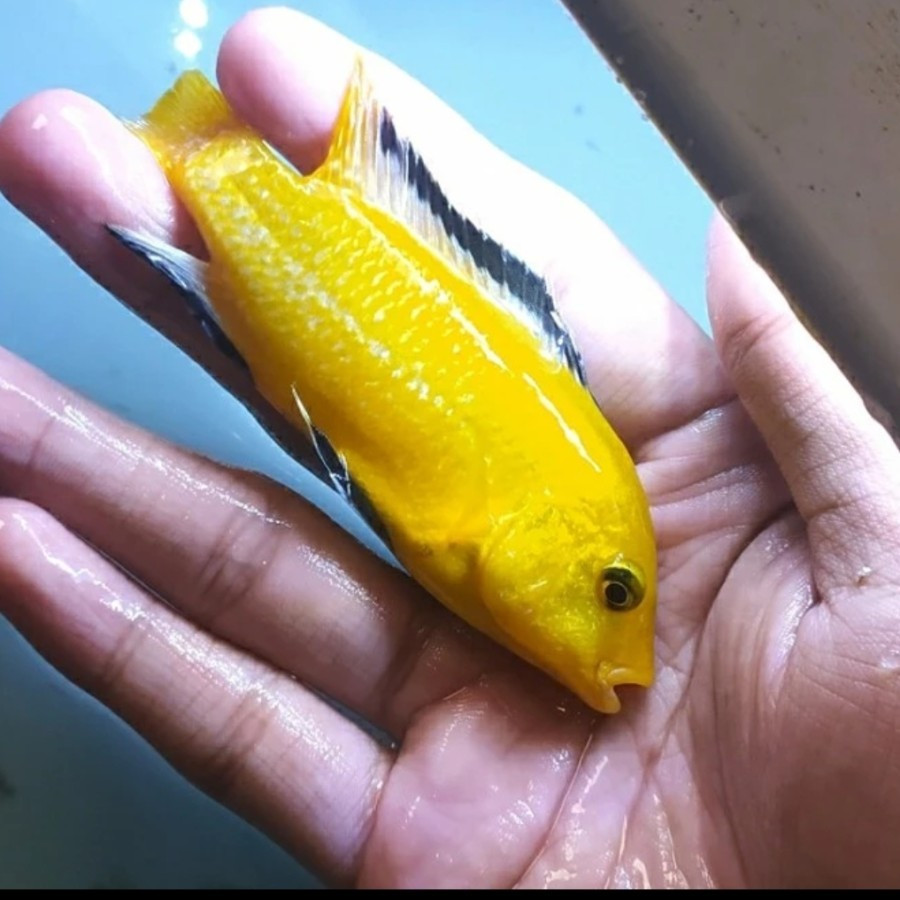 Ikan Hias Lemon Size Besar Ikan Air Tawar Aquarium Aquascape