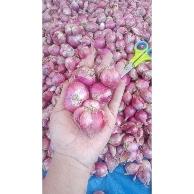 

Bawang Merah Nganjuk Brambang