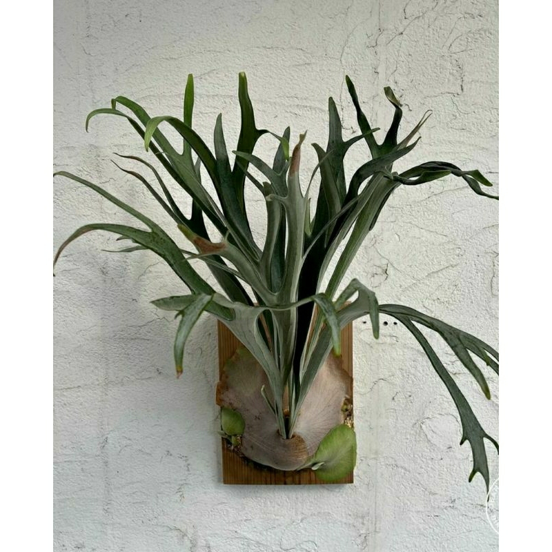 Platycerium Blue Vista Simbar Menjangan Staghorn Fern Tanduk Rusa