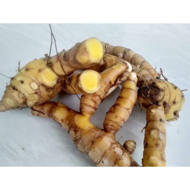 

BSM | TERMURAH Temu Giring Segar 250gr - 1kg / Temu Giring / Temu Kuning