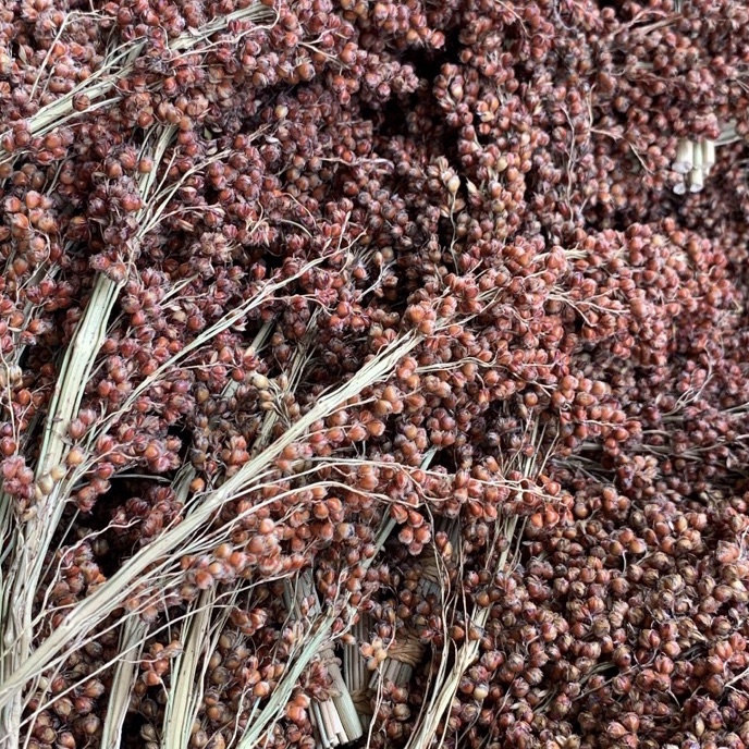 Terlaris Red Sudangrass Sorgum 1gr  Sorgum Merah Tangkai  Sprays Hamster