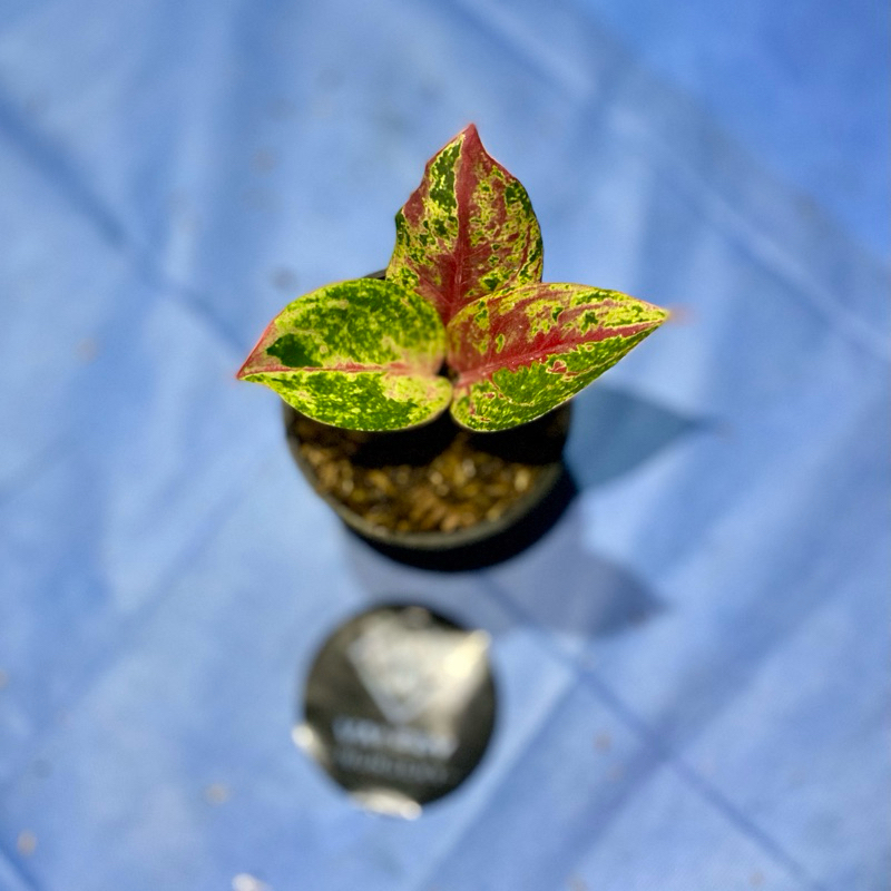 Aglaonema Betty Bob mutasi