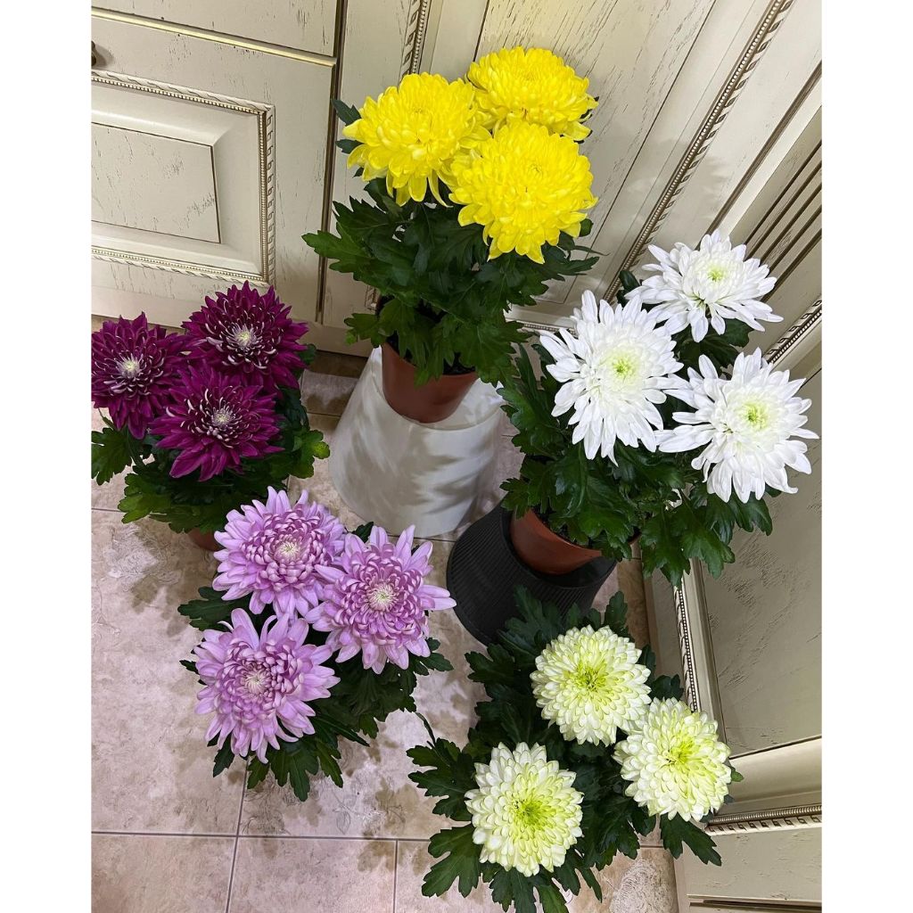 Paket 10 Tanaman Hias Bunga Krisan Aster Warna Warni Bibit Hidup Cod