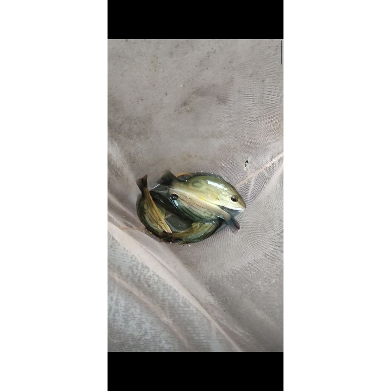 ikan kakap tompel 8-10cm air tawar