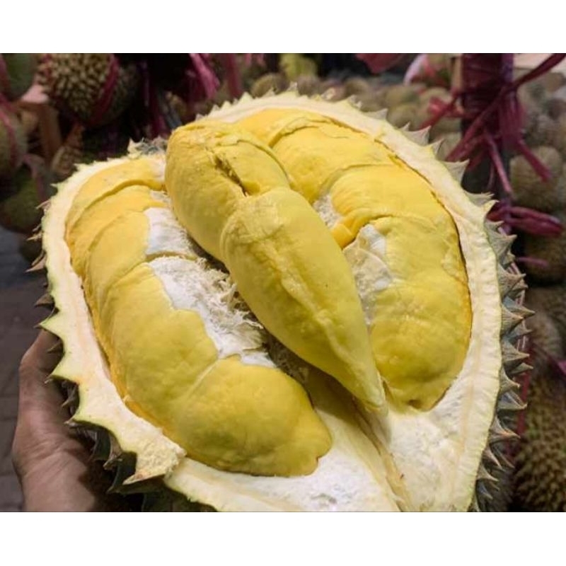 

DURIAN MONTONG THAILAND, DURIAN MONTONG SUPER PREMIUM, DURIAN UTUH FRESH