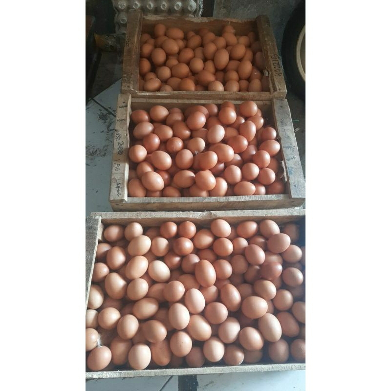 

BgKr Telur Ayam Negeri Fresh Grade A 1kg Instan Aman