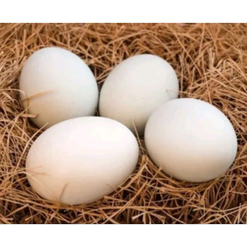 

Telur Entok Fertil, Bisa di Tetaskan