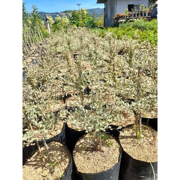 Bibit Pohon Ketapang Kencana Varigata uk Sedang ( Daun Putih Asli )