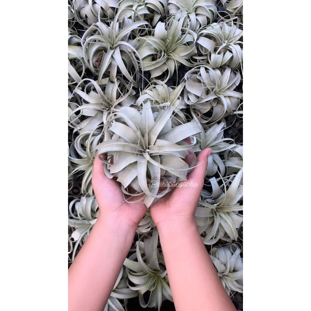 Tillandsia Xerographica/Airplant / Tanaman Udara