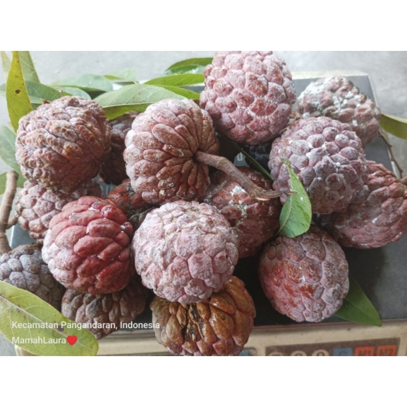 

BUAH SRIKAYA MERAH SEGAR 1 KG