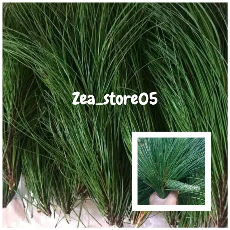 

termurah daun pinus fresh 500gr