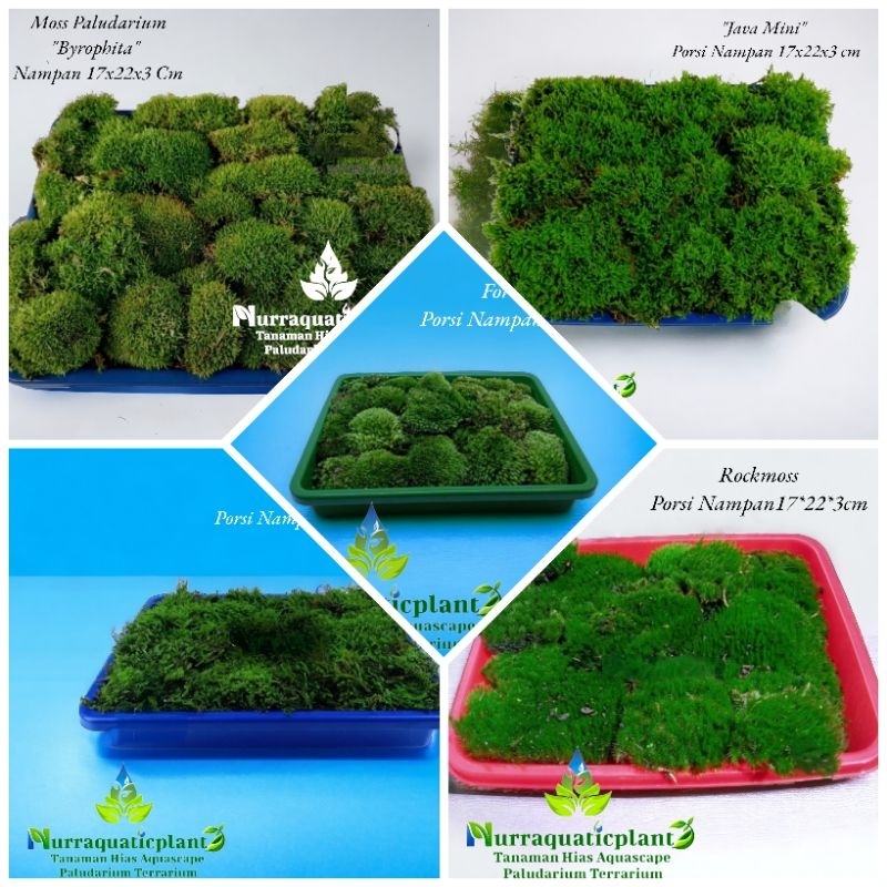 Moss Paludarium Variant Jenis - Tanaman Hias Paludarium