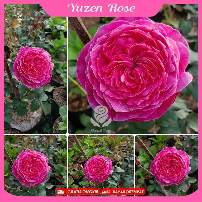 Mawar Import - Yuzen Rose - Mawar Jepang