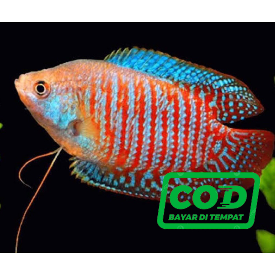 HIASAN AKUARIUM SEPASANG SEPAT ALLIUS RALIS / GURAMI MINI TERMURAH TERLARIS