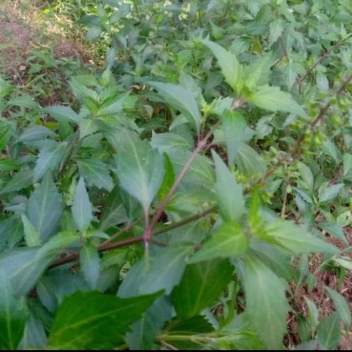 

Daun kumis kucing segar 350 gram