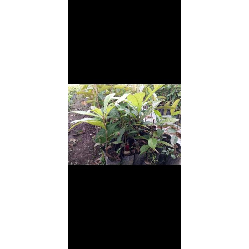 paket 13 bibit mamey sapote asal biji