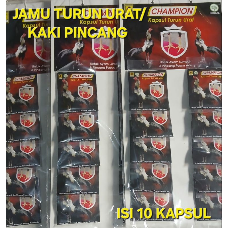 champion campion jaluaji obat ayam lumpuh, pincang, kaki bengkak setelah laga perenteng