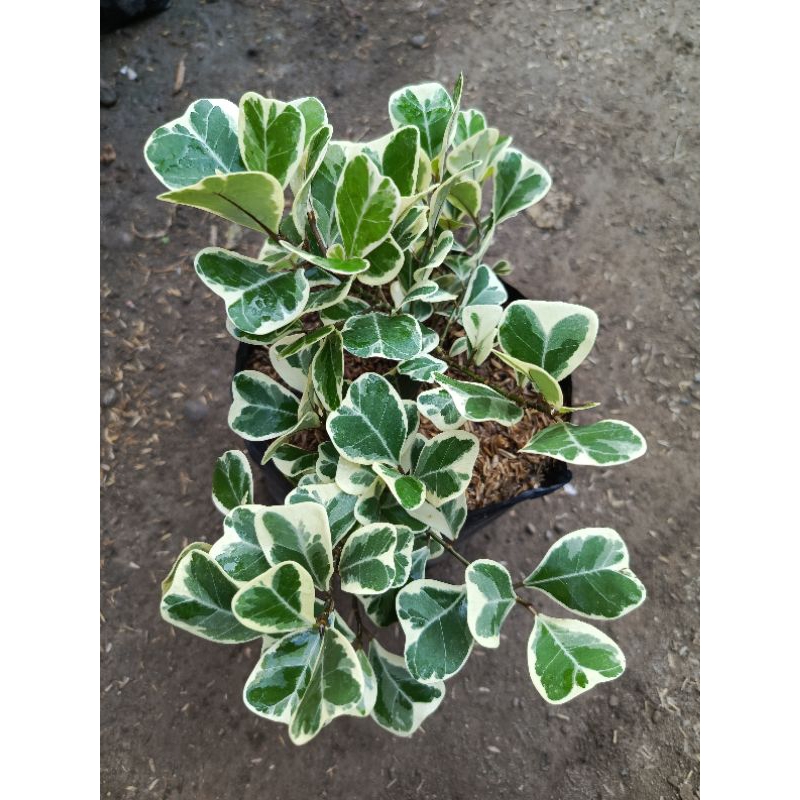 Beringin Kupu-kupu varigata