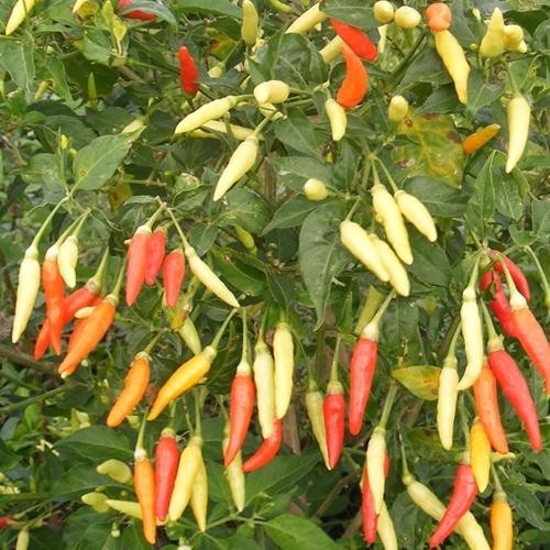 benih / biji cabai rawit putih/ setan runduk lokal berkualitas tinggi