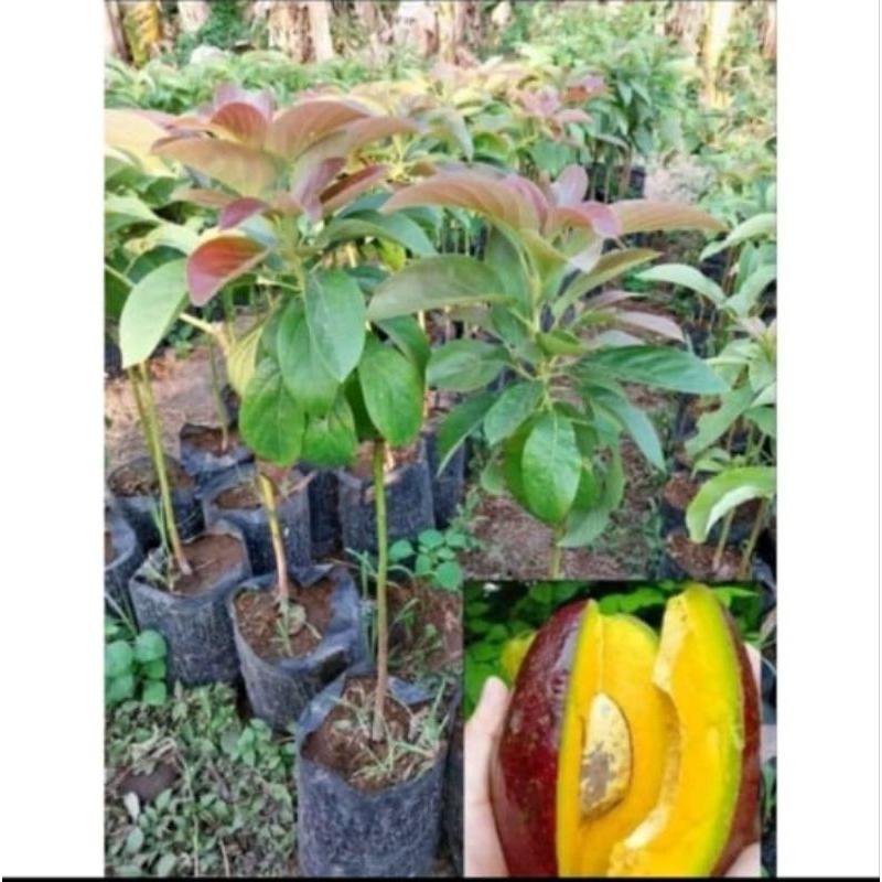 bibit alpukat Red Vietnam okulasi ketinggian 70cm up
